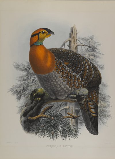 Tragopano di Blyth da John Gould